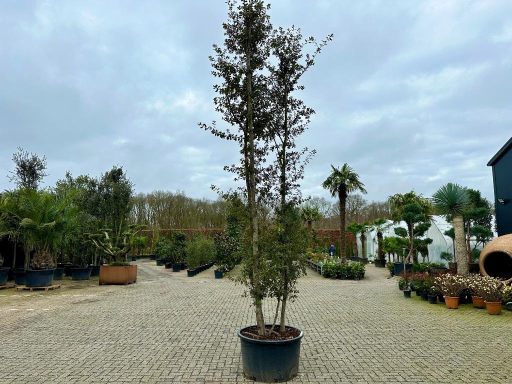 Meerstammige steeneik - Quercus ilex 450/500 cm te koop!!!, Verzenden, Overige soorten, Zomer, 400 cm of meer