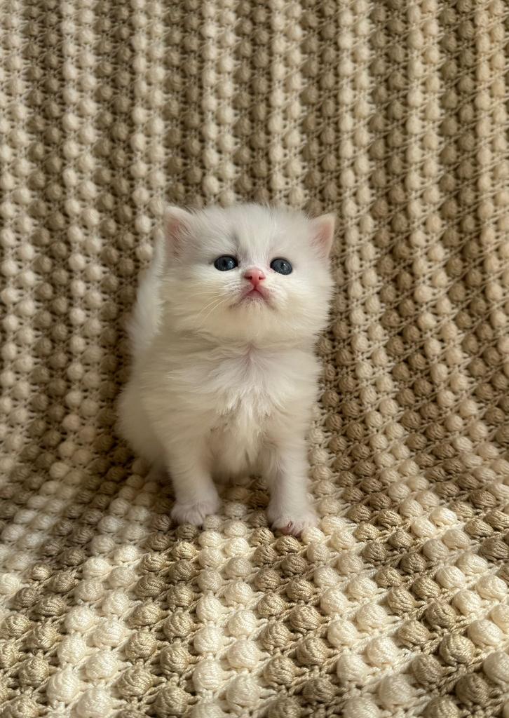 Prachtige Raszuivere Britse Korthaar Kitten + Kittenpakket!, Dieren en Toebehoren, Poes, Ontwormd, 0 tot 2 jaar