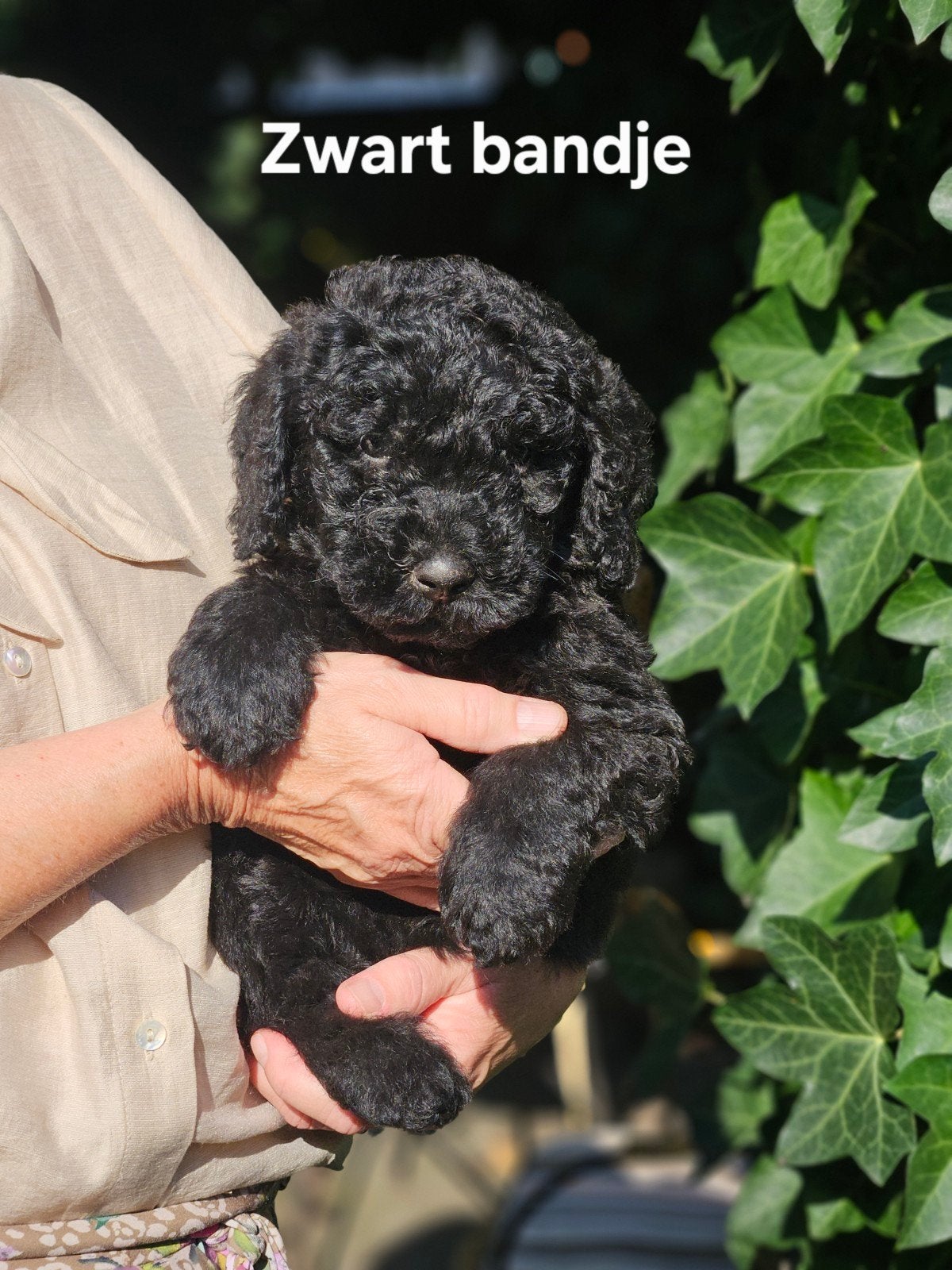 Labradoodle puppies F4 zwart/donkerbruin, Overige rassen, CDV (hondenziekte), 8 tot 15 weken, Meerdere