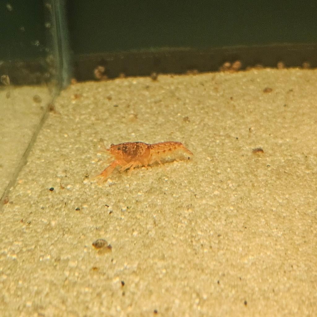Mexicaanse CPO kreeft (Cambarellus patzcuarensis), Dieren en Toebehoren, Vissen | Aquariumvissen, Kreeft, Krab of Garnaal, Zoetwatervis