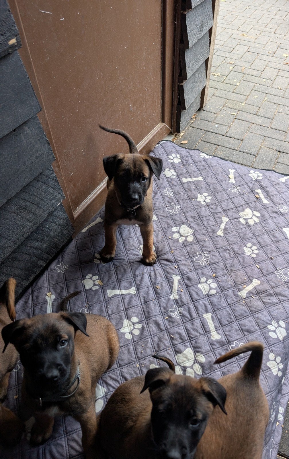 Mechelse herder pups 8 wkn oud, Parvo, Nederland, 8 tot 15 weken, Meerdere