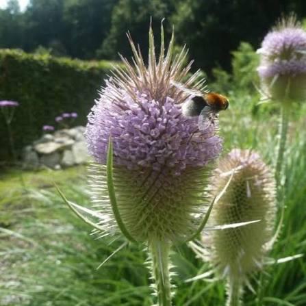 Grote Kaardebol, Tuin en Terras, Planten | Tuinplanten, Tweejarig, Overige soorten, Volle zon, Zomer, Ophalen