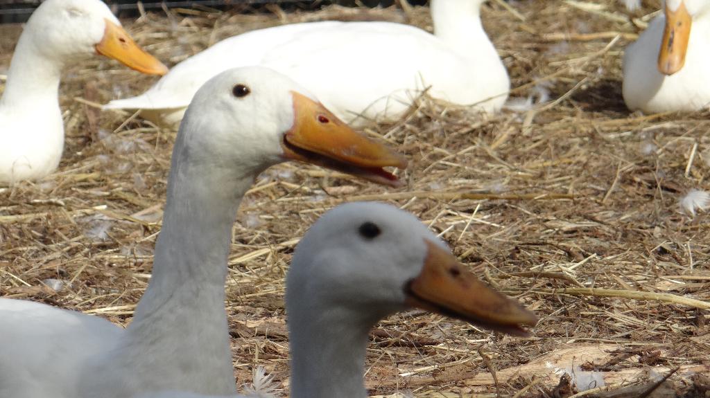 Indische loopeenden | Groot aanbod in verschillende kleuren, Meerdere dieren, Eend