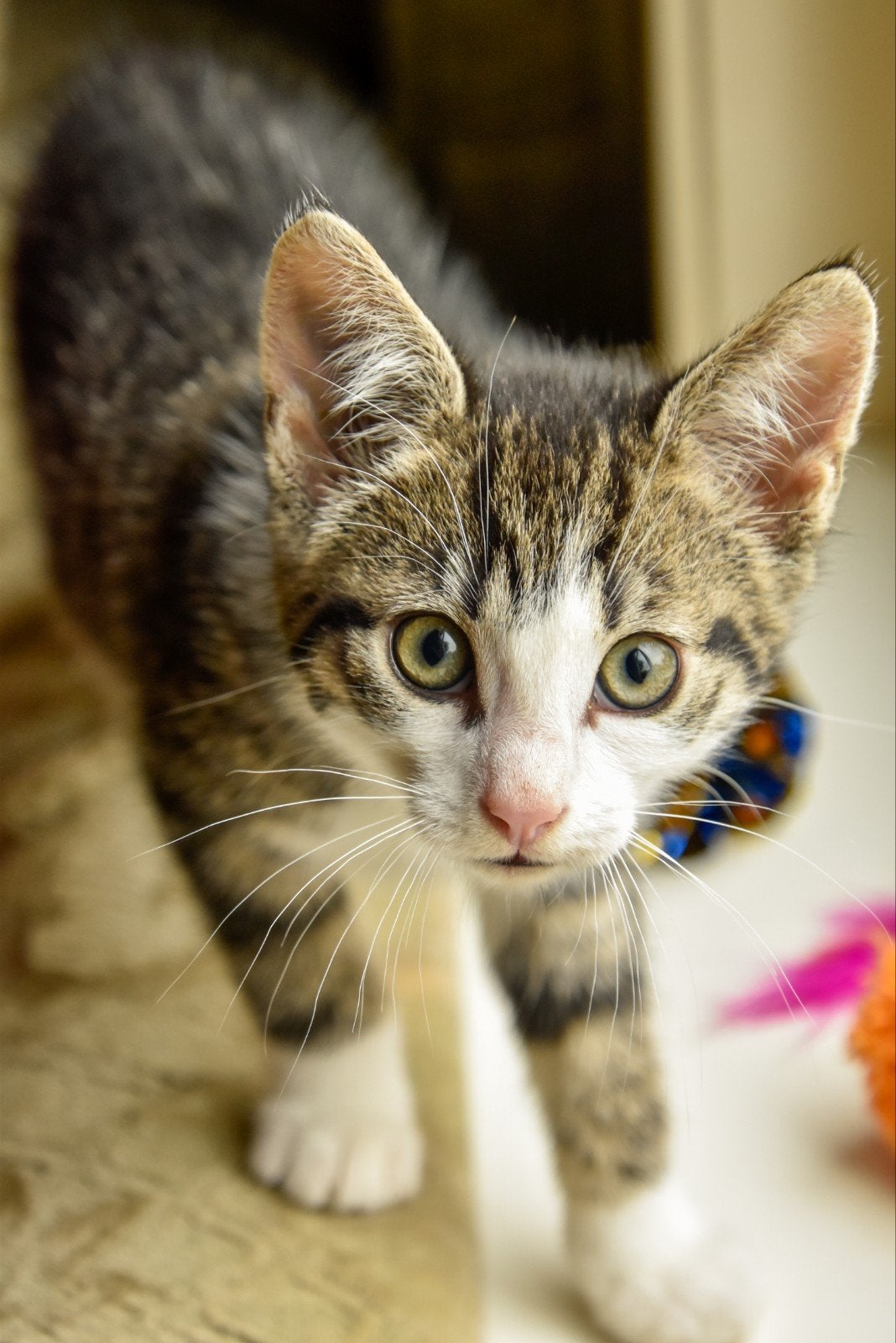 Lieve huiskitten zoekt warm thuis!, Kater, 0 tot 2 jaar