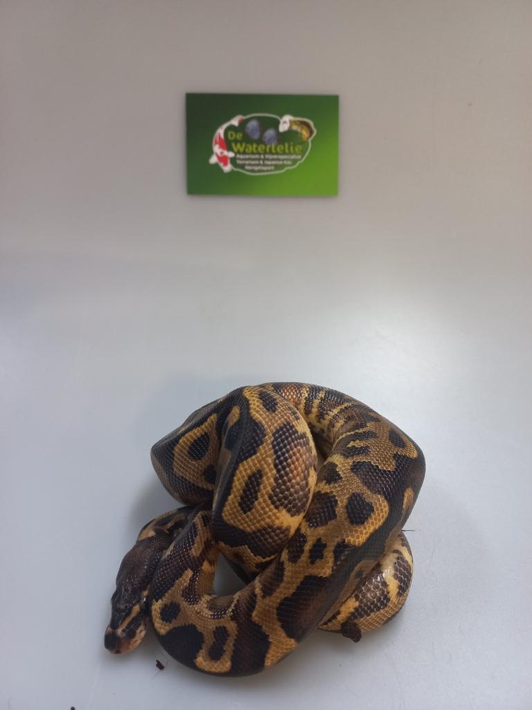 Python regius Ball Python - unknown for sale from De Waterlelie BV