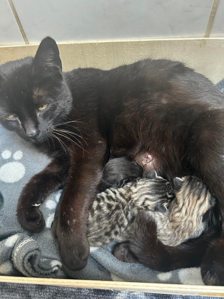 Te koop schattige , mooie kittens, Meerdere dieren, Kortharig, 0 tot 2 jaar