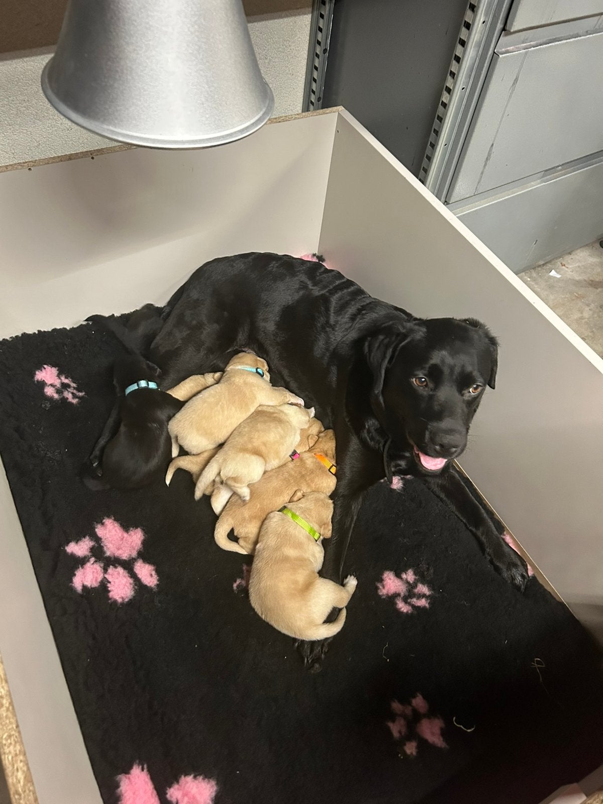 Labrador pups teefje blond en reutje zwart, 8 tot 15 weken, Labrador retriever, Meerdere, Meerdere dieren