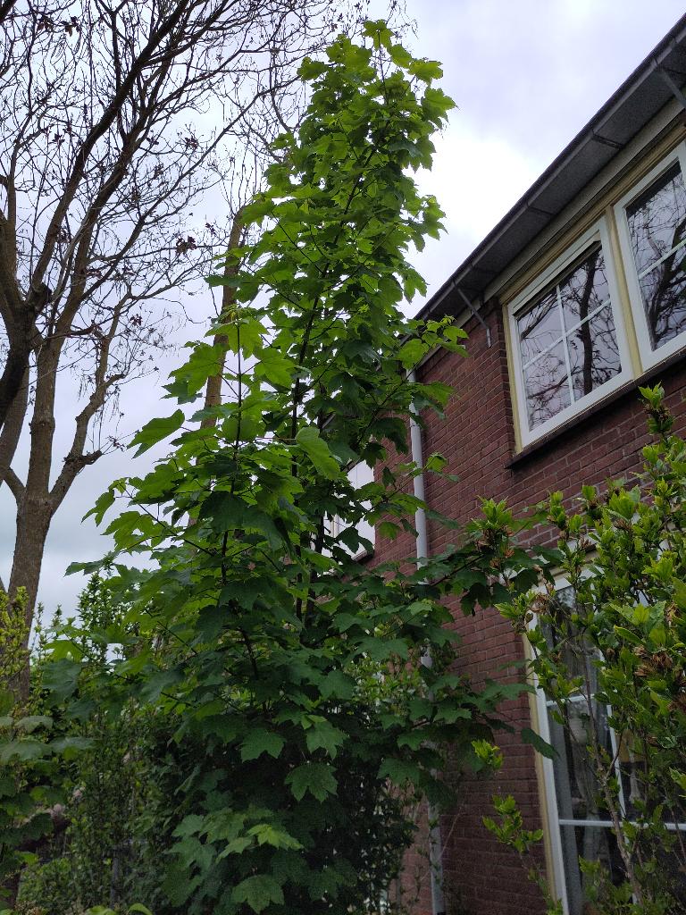Bomen gratis, Ophalen, Bloeit niet, Halfschaduw, Overige soorten