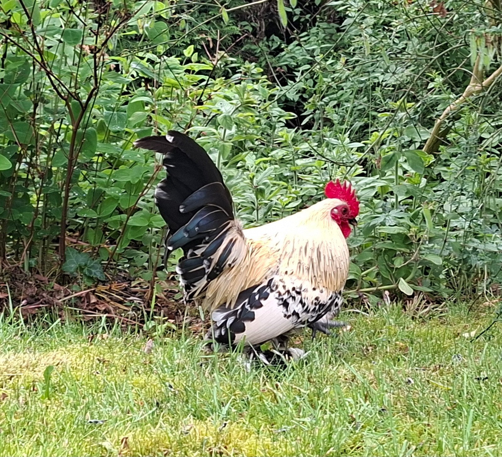 Haan, sabelpootkriel, Dieren en Toebehoren, Mannelijk, Kip