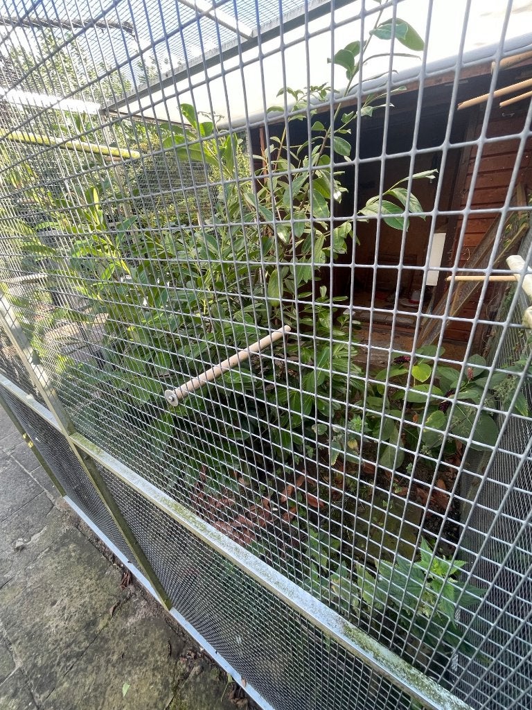 Laurier, plant gratis ophalen, Tuin en Terras, Planten | Bomen, Ophalen, Halfschaduw, Overige soorten, Lente