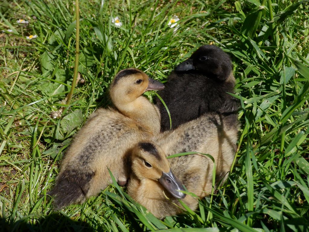 3 Eendenkuikens pulletjes loopeenden, Meerdere dieren, Eend
