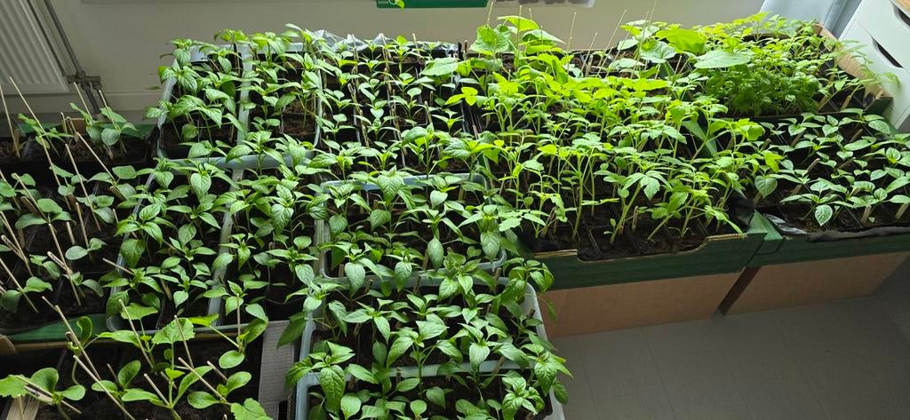 Moestuin / moestuinplantjes / groenteplantjes, Ophalen, Overige soorten, Minder dan 100 cm