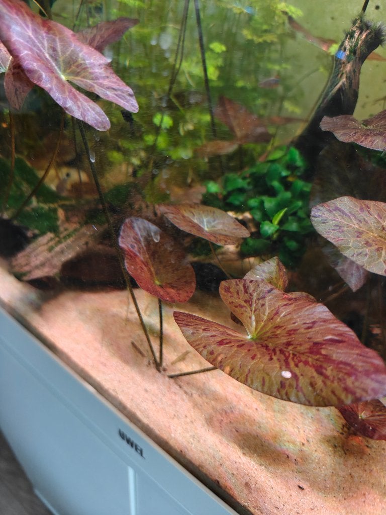 Rode tijgerlotus aquarium, Inclusief planten, Plant(en), Steen of Hout, Overige merken, Ophalen of Verzenden