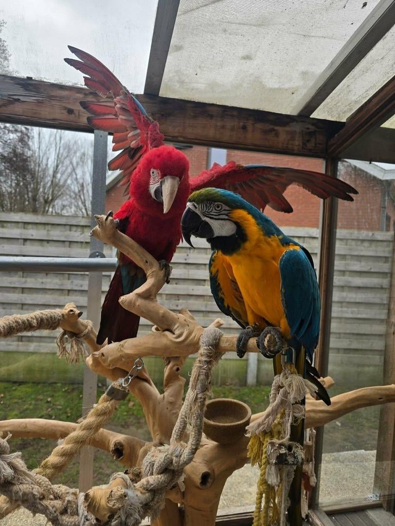 Ara's, Dieren en Toebehoren, Vogels | Parkieten en Papegaaien, Vrouwelijk, Papegaai