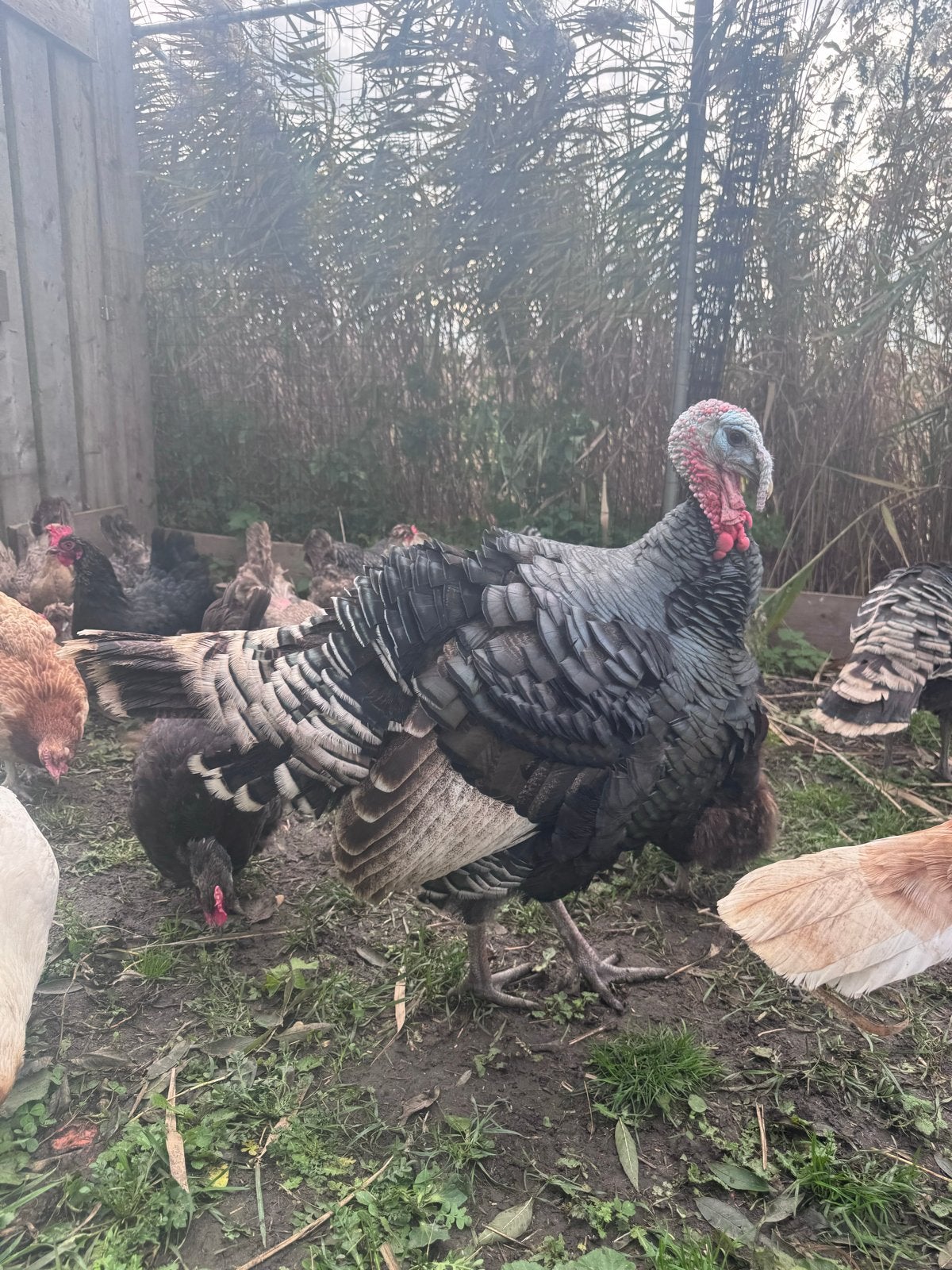 2 kalkoen hanen te koop, Dieren en Toebehoren