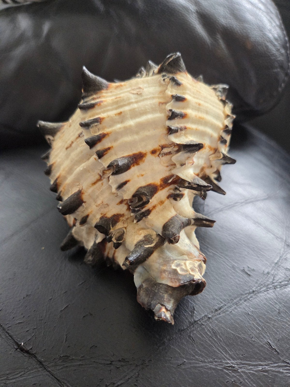 Decoratieve Murex schelp, Ophalen of Verzenden