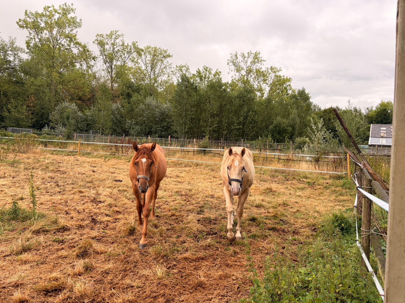 Quarter - AQHA - champagne ruin - red dun merrie, Dieren en Toebehoren, Paarden, Minder dan 160 cm, Met stamboom, Ruin, 0 tot 2 jaar