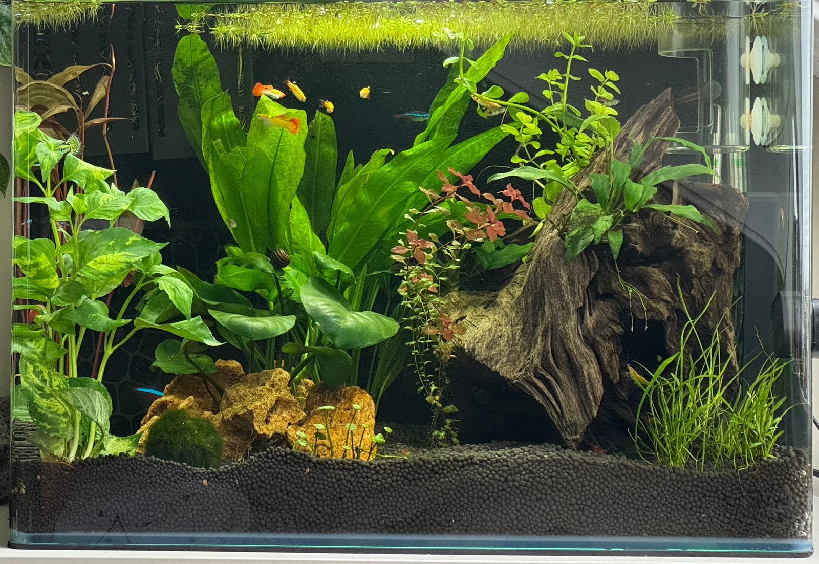Aquarium - Aqua D'ella Urbyss R4 | 45L, Ophalen, Zo goed als nieuw, Leeg aquarium