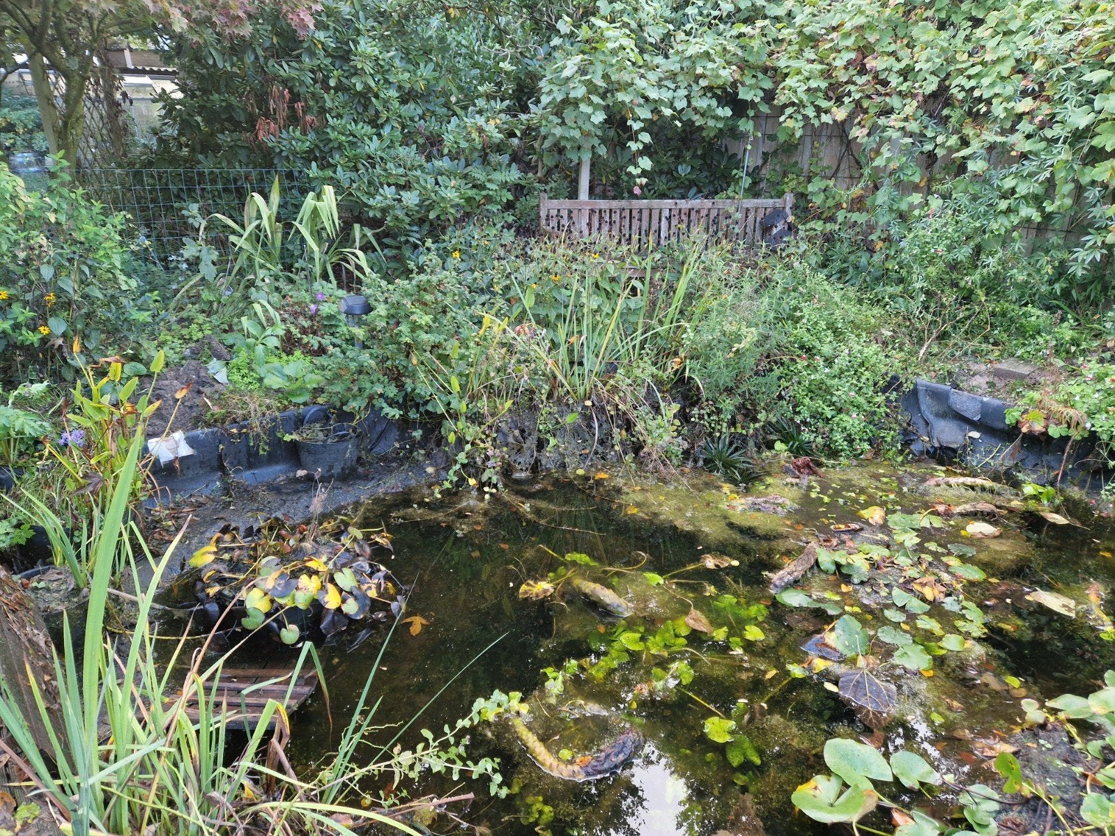 vijverplanten, Tuin en Terras, Ophalen
