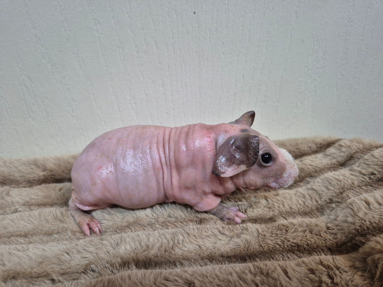 Mooi dalmatiner skinny cavia zeugje, Dieren en Toebehoren, Knaagdieren, Cavia, Juni, Vrouwelijk, Tam
