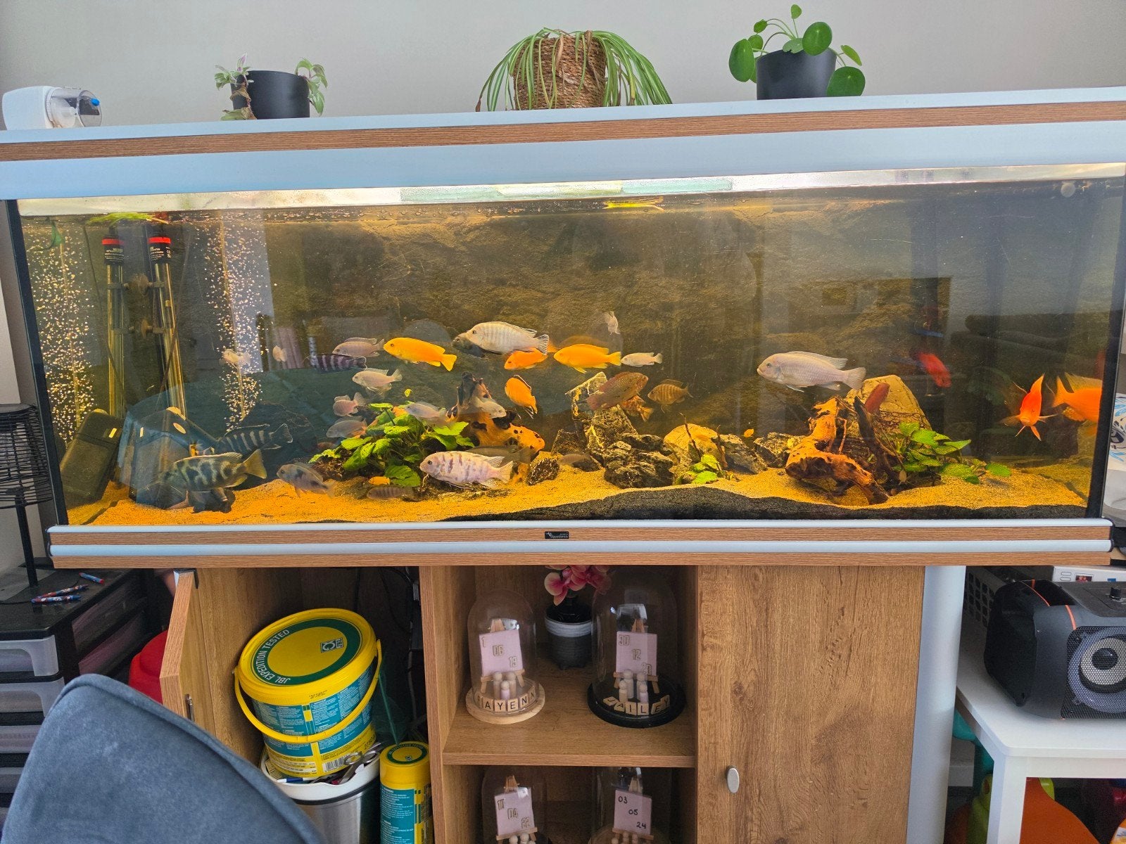 Aqualantis aquarium te koop met cichliden., Dieren en Toebehoren, Vissen | Aquaria en Toebehoren, Ophalen, Gebruikt, Leeg aquarium