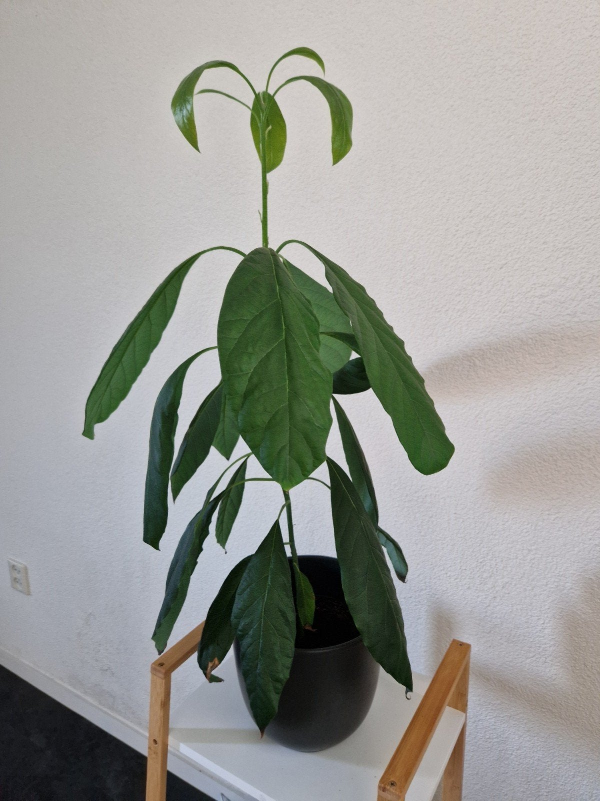 Avocado plant, Ophalen, Fruitplant, Halfschaduw, In pot