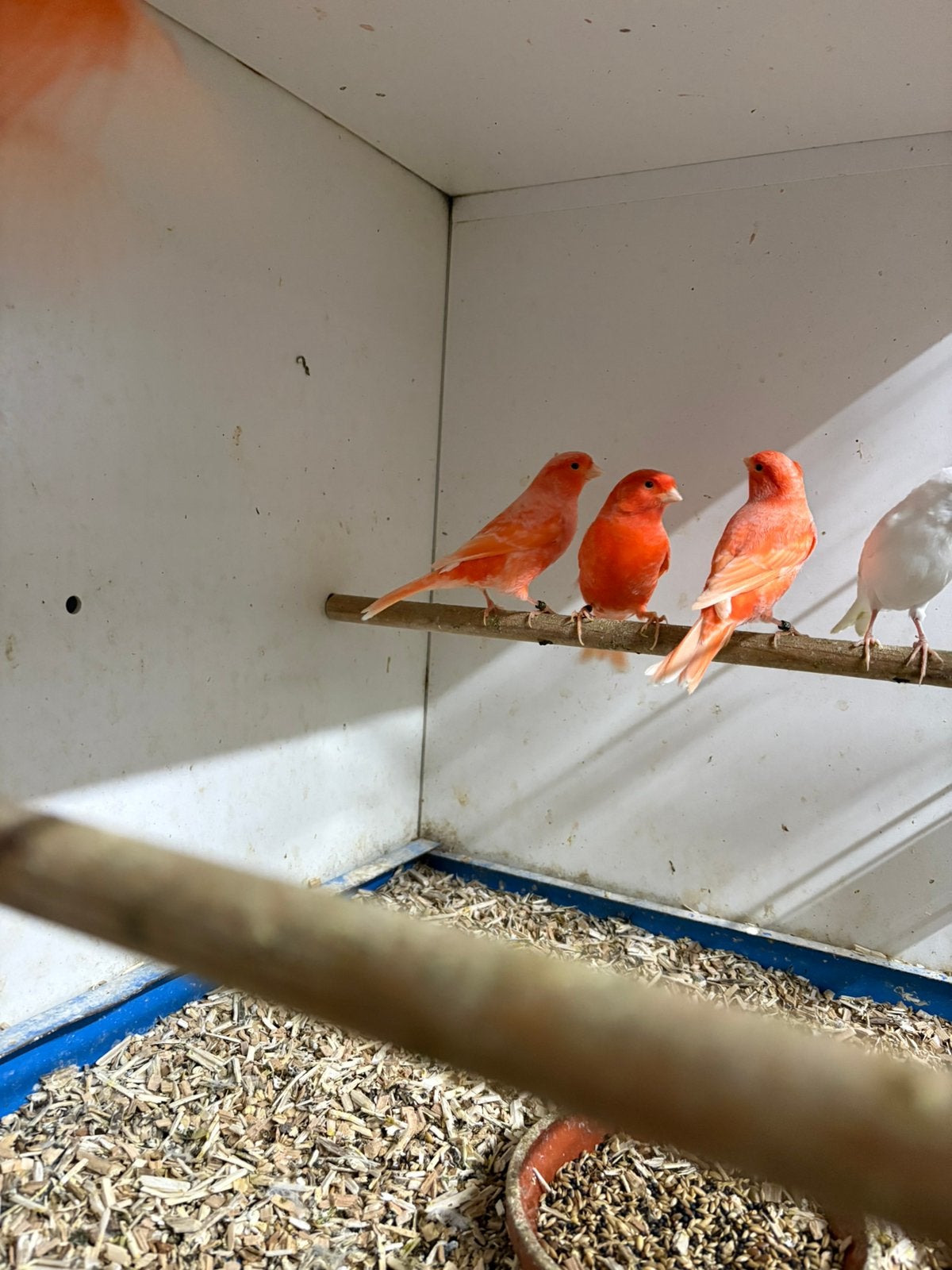 Drie koppels rode kanaries, Dieren en Toebehoren, Meerdere dieren, Kleurkanarie
