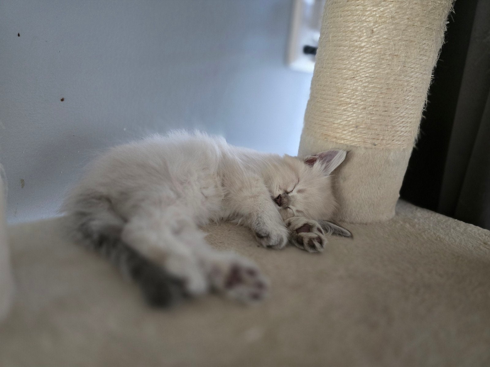 Siberische kittens Neva Masquerade HYPOALLERGIESCHE, Dieren en Toebehoren, Meerdere dieren, Gechipt, 0 tot 2 jaar