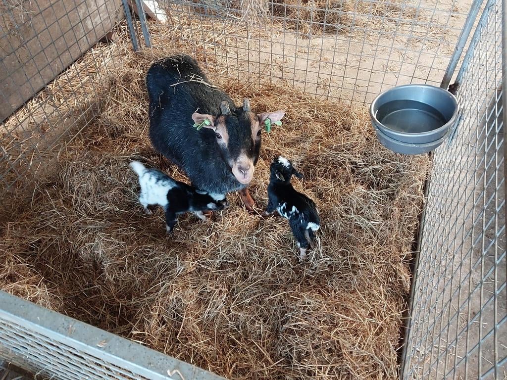 Moeder geit met 2 bokjes, Dieren en Toebehoren, Meerdere dieren, Geit