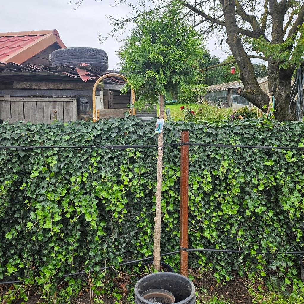 Tuja plicata op stam 180 cm, Tuin en Terras, Ophalen, Bloeit niet, Vaste plant, Overige soorten