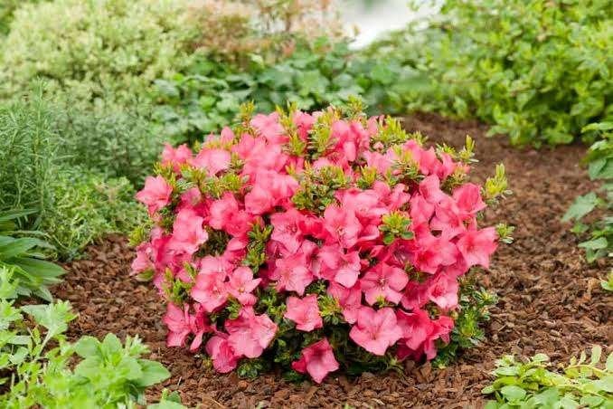 Mooie soorten Rhododendron (Dwergrhododendron) in pot!, Ophalen, Overige soorten, Halfschaduw