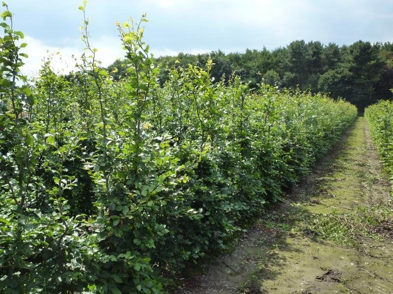 beukenhaag haagbeuk groene rode beuken fagus sylvatica, Ophalen, Beukenhaag, Haag, 100 tot 250 cm