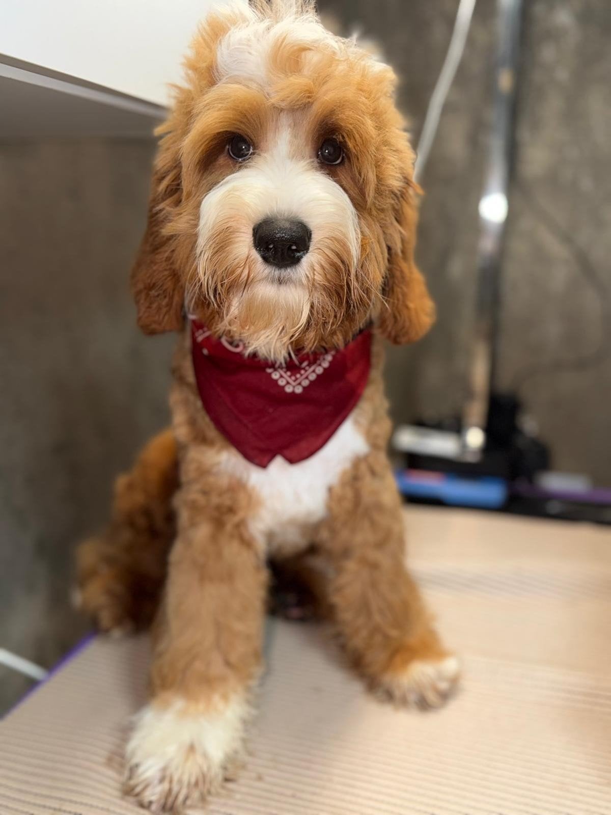 Australian labradoodle reutje zoekt gastgezin, Dieren en Toebehoren, 15 weken tot 1 jaar, Eén hond, Nederland, Fokker | Hobbymatig