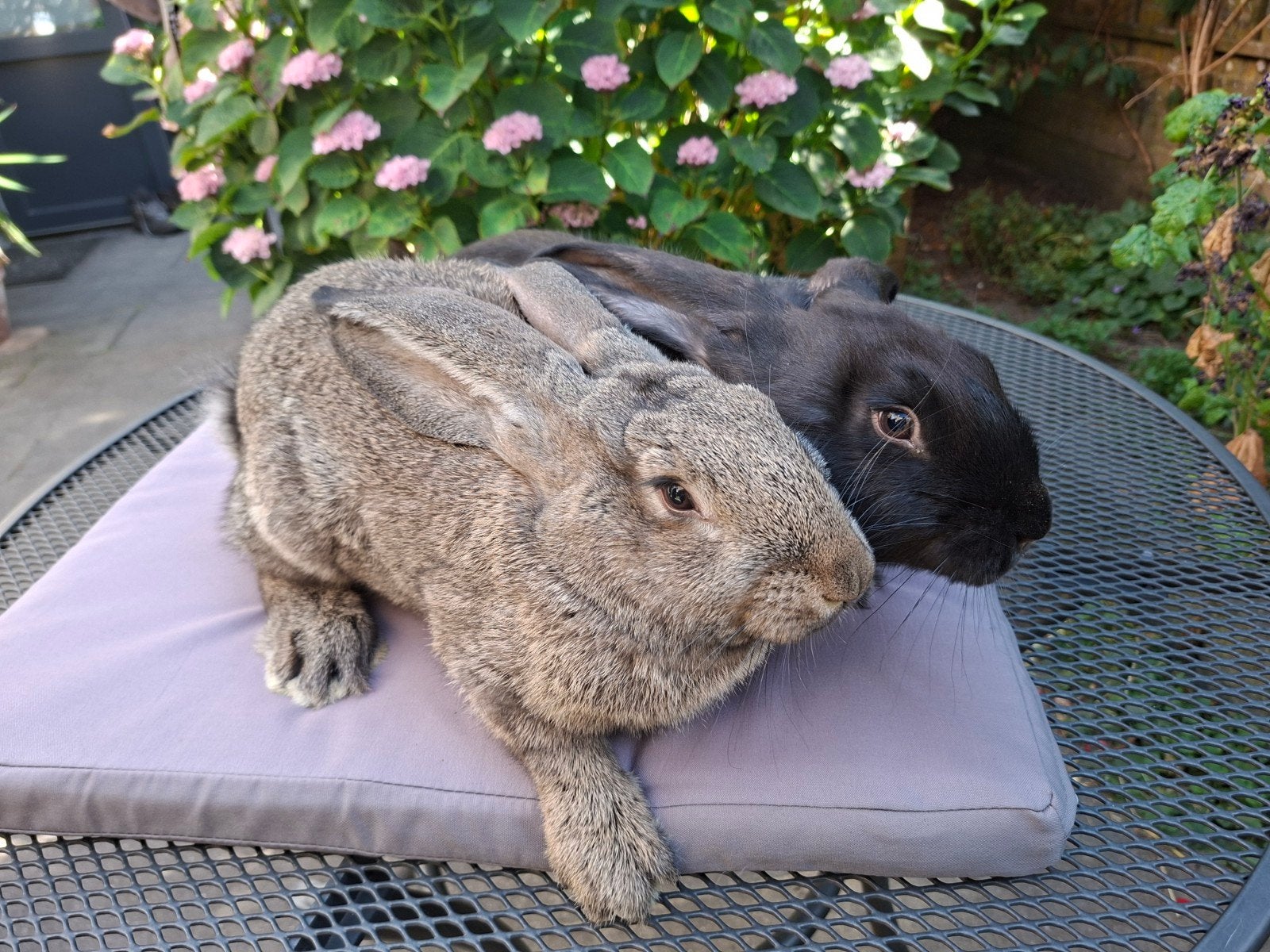 Koppeltje Duitse Reuzen te koop geënt!, Dieren en Toebehoren, Konijnen, Meerdere dieren, Groot, 0 tot 2 jaar