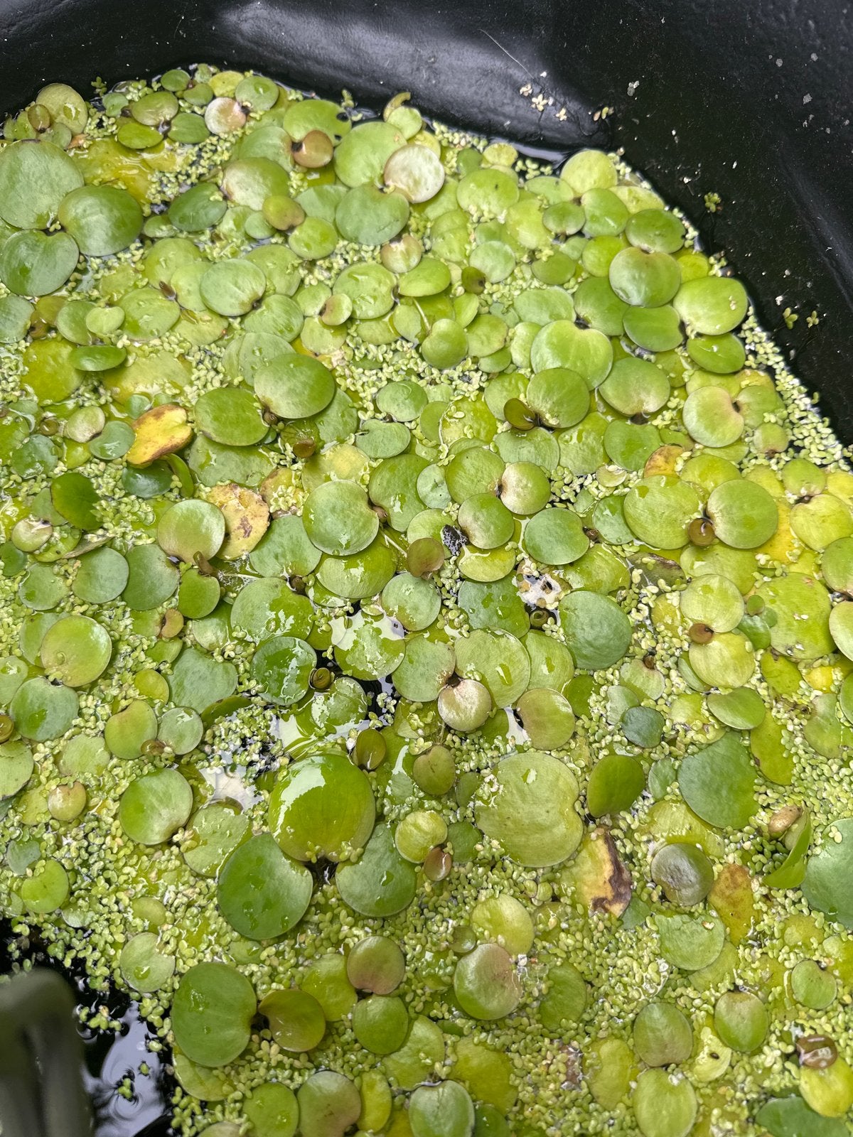 Kikkerbeet (Hydrocharis morsus-ranae) - Drijvende waterplant, Ophalen, Volle zon, Vaste plant, Zomer