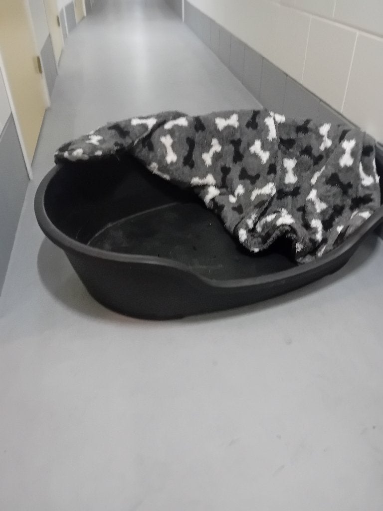 hondenmand plus kleed (en etensbakken), Ophalen, Zo goed als nieuw, Overige