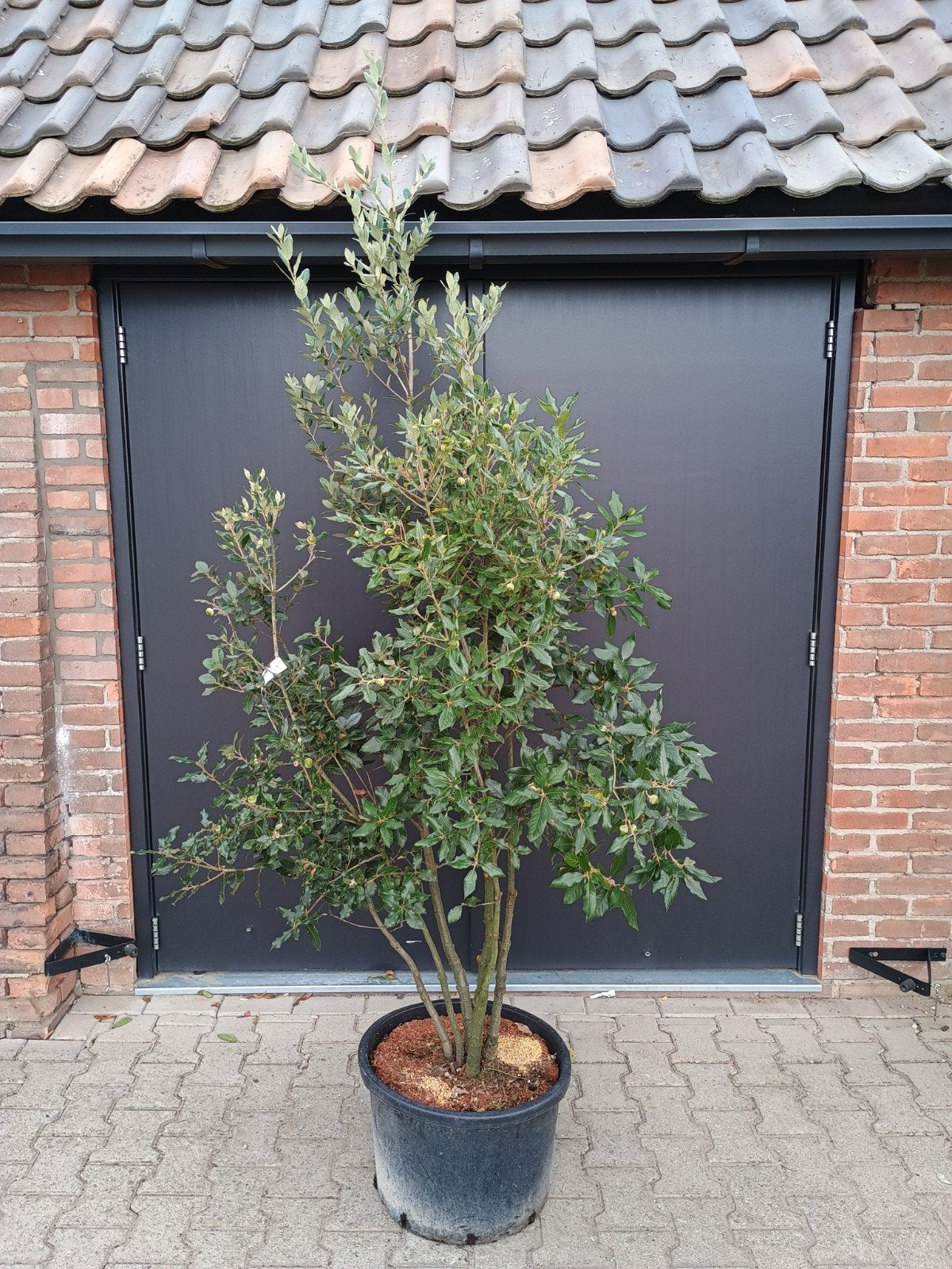 meerstammige steeneik (Quercus ilex), Tuin en Terras, Bloeit niet, Overige soorten, 100 tot 250 cm, Ophalen
