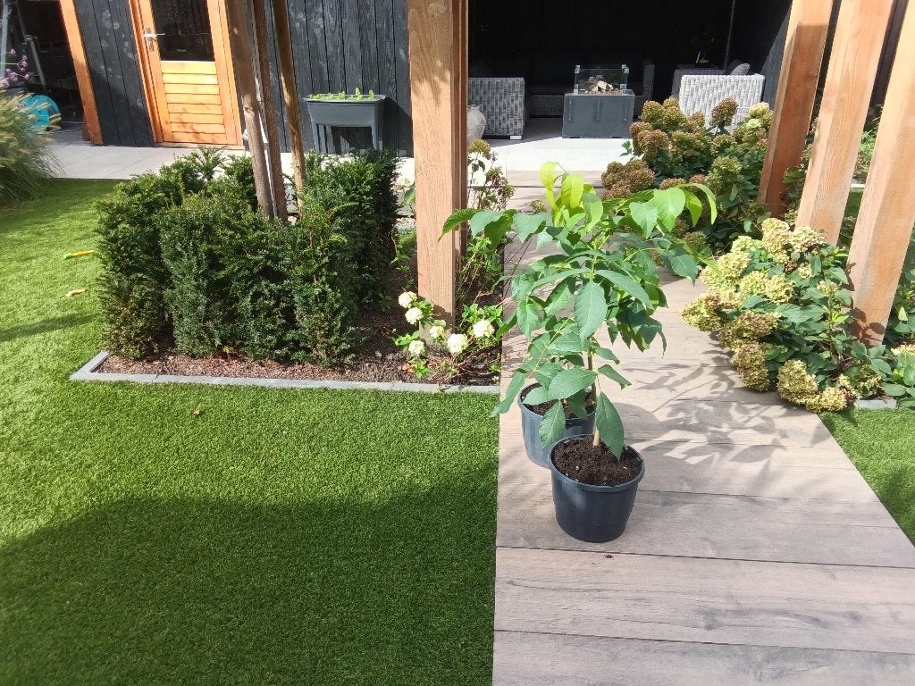 Walnotenstekjes, Vaste plant, Halfschaduw, Zomer, Ophalen