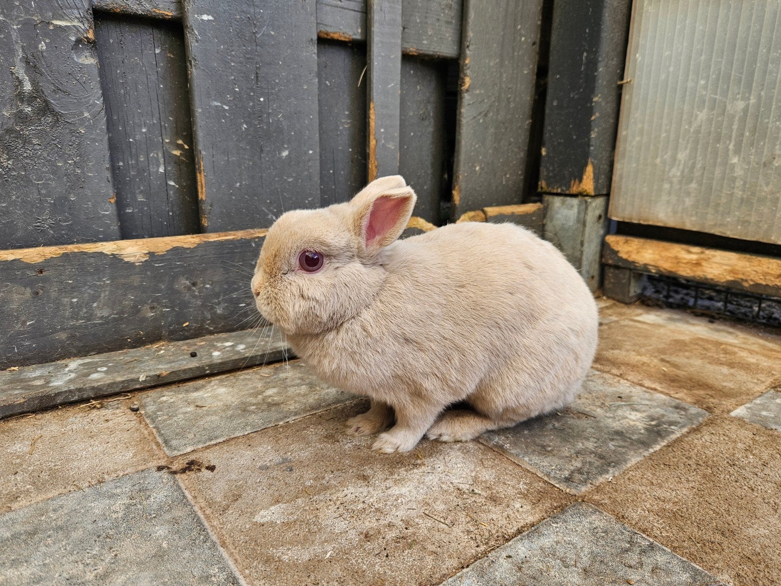 Kleurdwerg voedster 5  jaar, Dieren en Toebehoren, Konijnen, Vrouwelijk, Dwerg