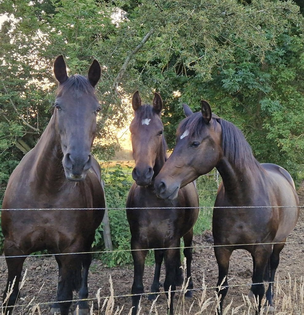 Ervaren verzorg(st)er gezocht voor 3 (Arabo-)Friese merries, Ophalen, Nieuw