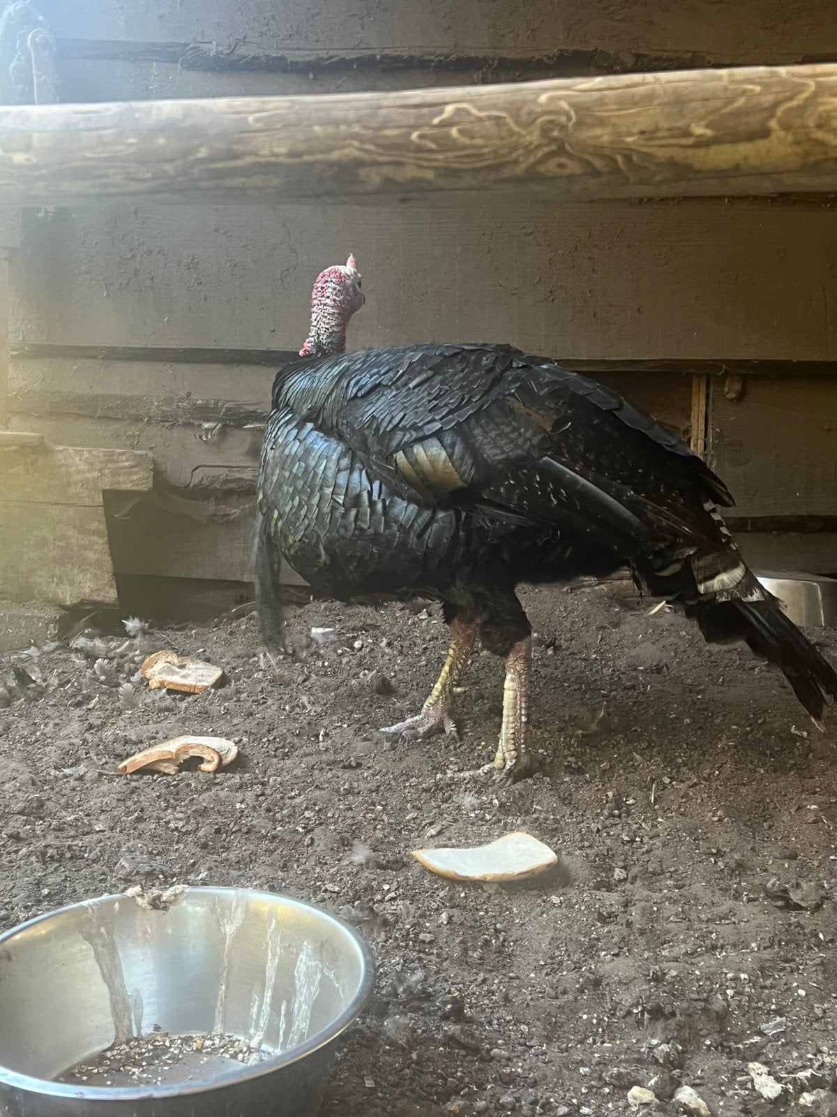 Kalkoen haan, Dieren en Toebehoren, Pluimvee, Mannelijk, Kalkoen