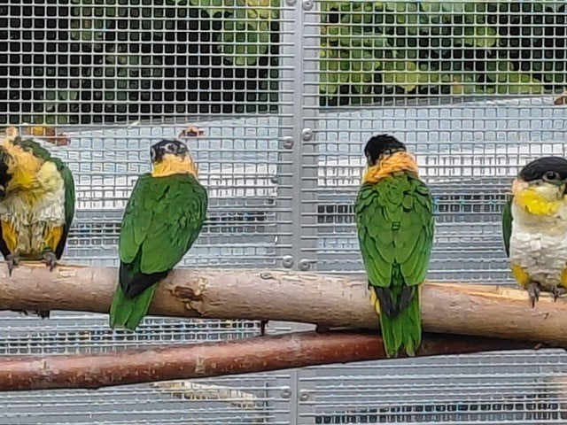 3-3 Zwartkopcaiques`s-papegaaien en dan nog ...., Dieren en Toebehoren, Meerdere dieren, Papegaai, Geringd
