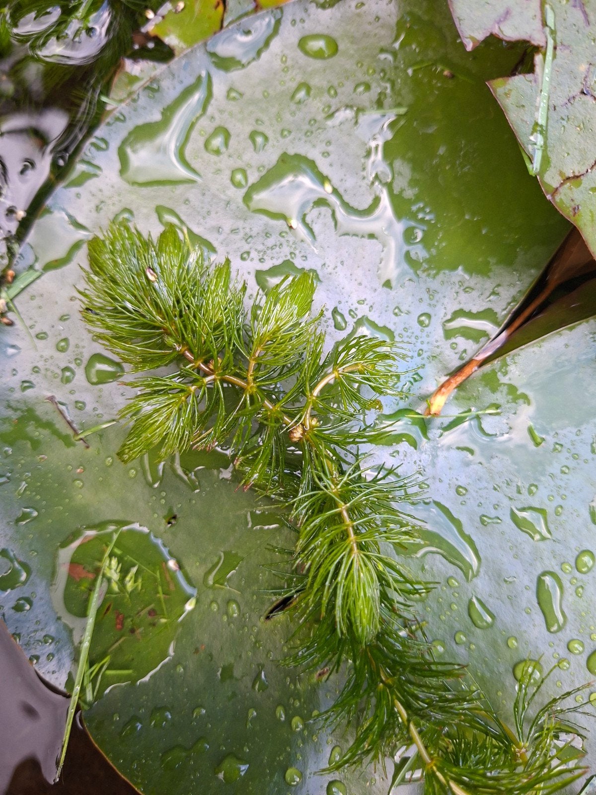 Te koop: zuurstofplanten, hoornblad, Ophalen