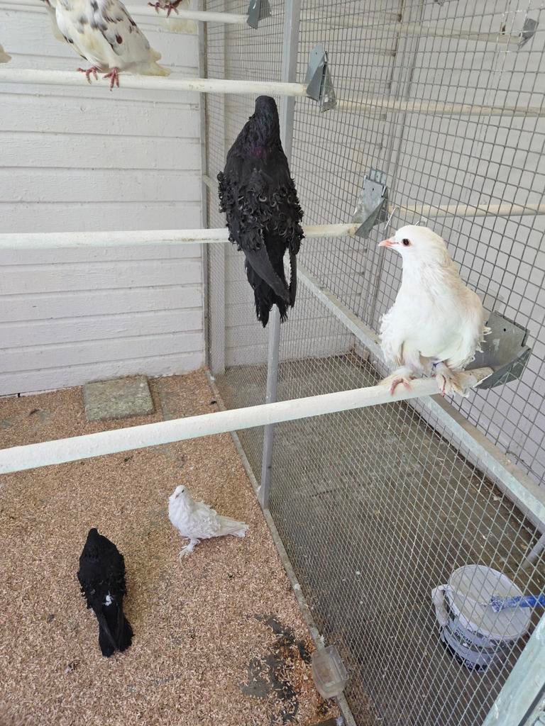 Krulveer kroppers, Meerdere dieren, Overige soorten