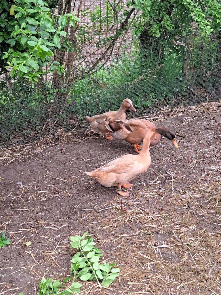 Broedei orpington eend, Dieren en Toebehoren, Pluimvee, Geslacht onbekend, Eend