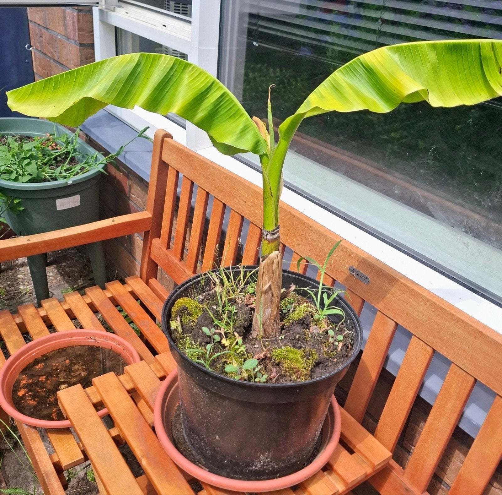 Bananenplant Musa Basjoo, Ophalen, Vaste plant, Overige soorten, Volle zon
