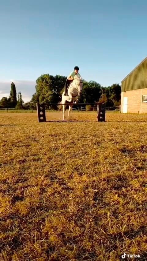 Verzorg pony gezocht/bijrijder aangeboden, Dieren en Toebehoren, Paarden en Pony's | Verzorgingsproducten, Ophalen of Verzenden