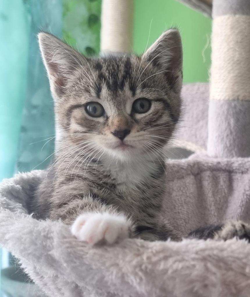 Hallo. Ik heb kittens beschikbaar voor reservering, ze zijn, Dieren en Toebehoren, Katten en Kittens | Raskatten | Langhaar, Meerdere dieren