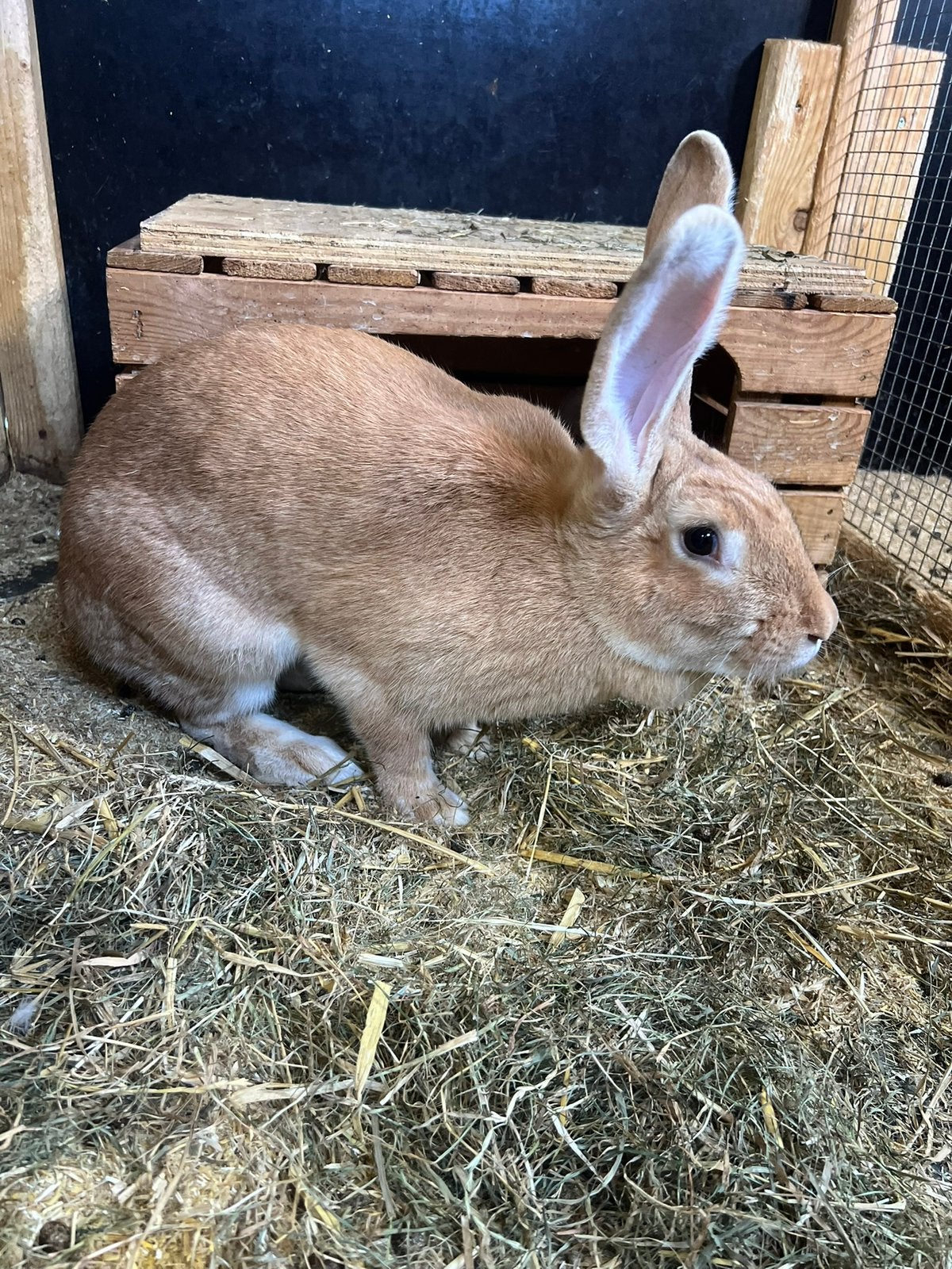 Mooie gele vlaamse reus voedster te koop, Vrouwelijk, Groot