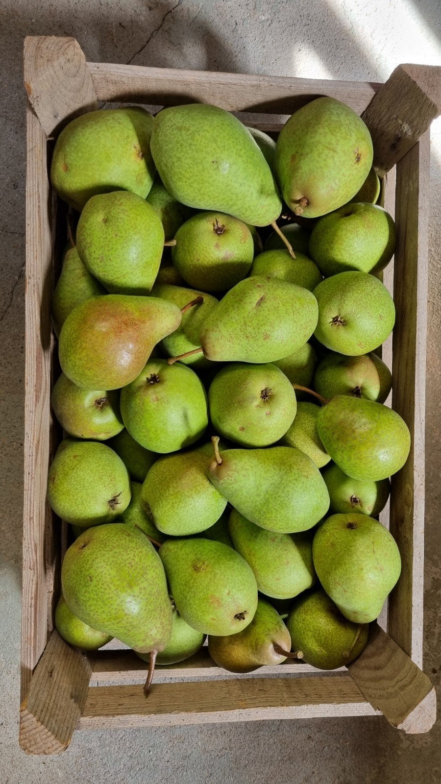 Hele mooie onbespoten handperen., Ophalen